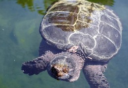 肌醇——魚、蝦飼料的能量補(bǔ)給站！